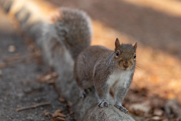 Naklejka na ściany i meble Squirrel in the Central Park