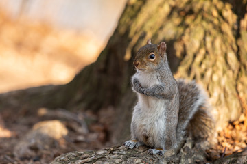 Naklejka na ściany i meble Squirrel in the Central Park