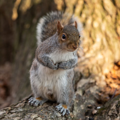 Squirrel in the Central Park