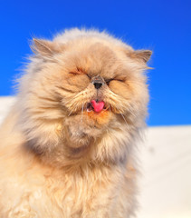portrait of exotic persian cat
