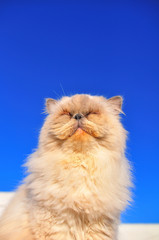 portrait of exotic persian cat