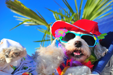 funny dog with sunglasses