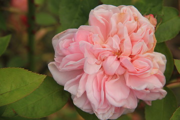 Pink rose in the garden
