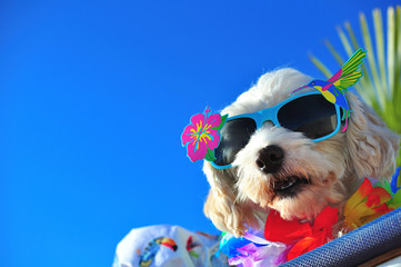 funny dog with sunglasses