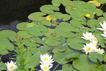 Frösche auf Lotusblättern