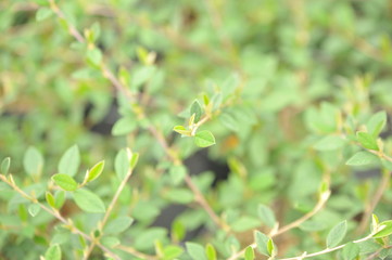 Fototapeta na wymiar Cotoneaster lactea