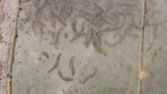 massive web cacoon full of many catapillars