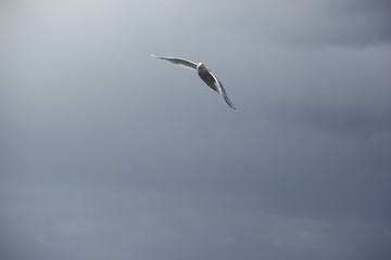 Seagull in flight