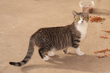 Feral Kitten on Cement