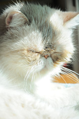 portrait of exotic persian cat