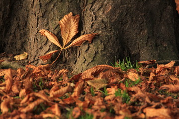 Autumn leaves on the ground