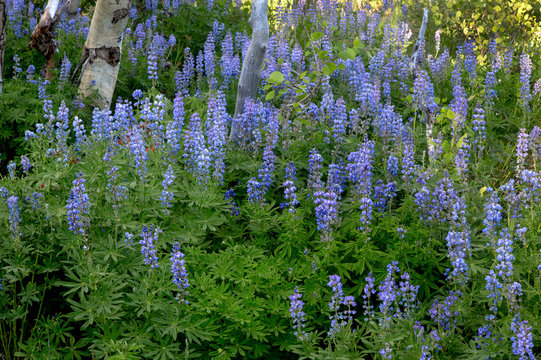 Cedar Breaks Flora