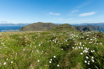 Fototapeta na wymiar Runde island with cottongrass in the foreground