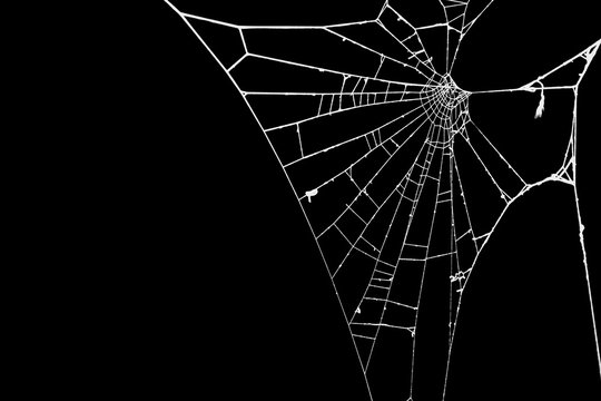 Spider web