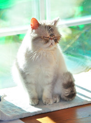 portrait of exotic persian cat