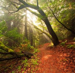 Beautiful morning in lush forest with "God Rays" shining through canopy