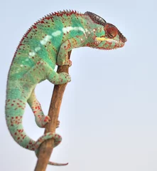 Papier Peint photo Lavable Caméléon panther chameleon ,furcifer pardalis ambilobe