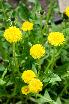 Closeup of dandelion flowers (Taraxacum)