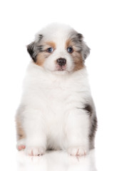 australian shepherd puppy sitting on white