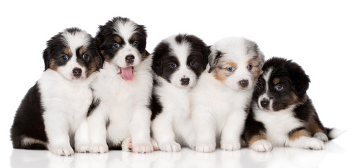 five adorable aussie puppies posing together on white