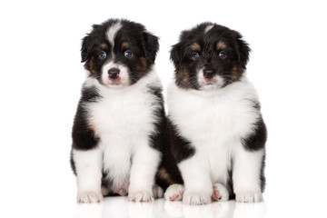 two australian shepherd puppies sitting on white together