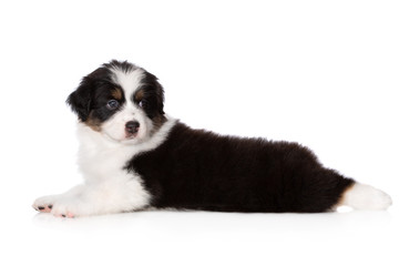 adorable aussie puppy lying down on white