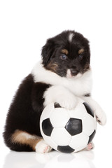 australian shepherd puppy posing with a soccer ball