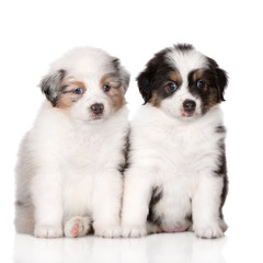 two adorable australian shepherd puppies posing on white