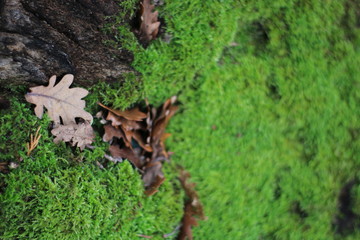 Moss on Tree