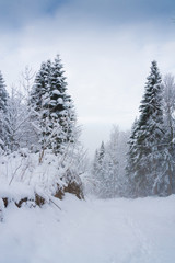 Mountain winter, Christmas pine trees