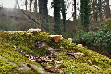 Fungi in the Forest 5