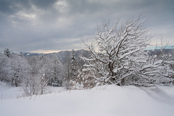 Mountain winter, Christmas pine trees