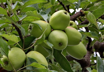 green apples on apple trees