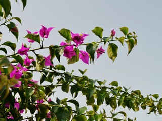 Bougainvillea