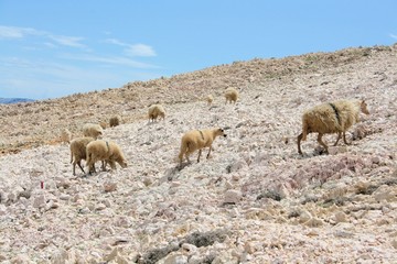 sheep while hiking to the lighthouse in Baska, island Krk, Croatia