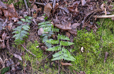 felci e muschi nel bosco d'inverno