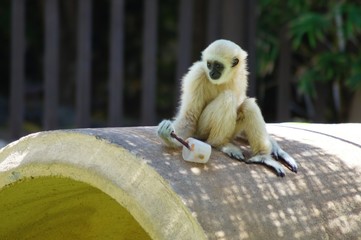 Kleiner Gibbon mit Eiscreme in der Hand