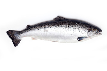 Atlantic salmon fish isolated on a white studio background.