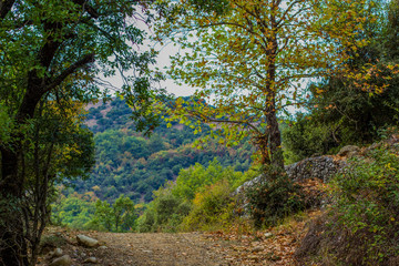 majestic mountain forest with lonely trail picturesque scenic landscape, autumn season weather