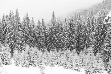 Fototapeta premium Black and white fir forest in winter