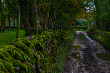 Fototapeta premium path in the forest