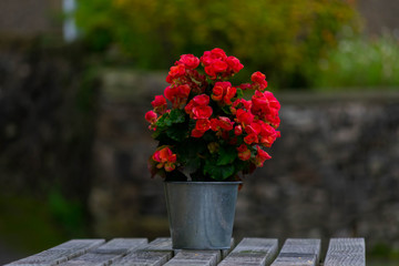 red flowers in a pot