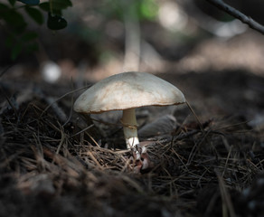 Mushroom in the forest