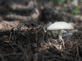 Mushroom in the forest