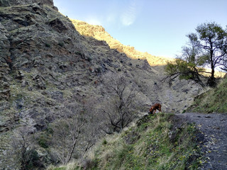 Dog in the mountains
