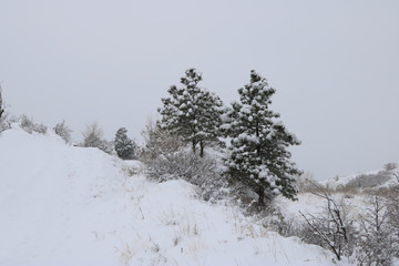 snowy winter trees on a hill