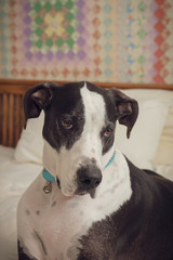 Portrait of a Great Dane dog on a bed with quilt on wall in the background.