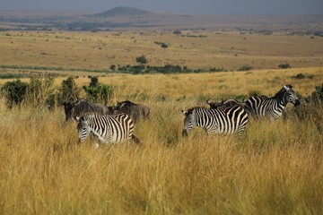 Fototapeta na wymiar Wandering plains zebras in the Masai Mara