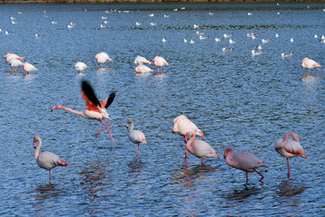 Naklejka premium Flamant rose prenant son vol
