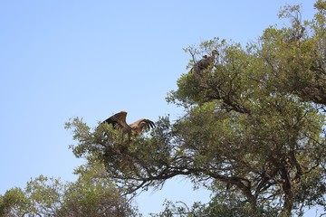 Vultures on a tree in the Masai Mara